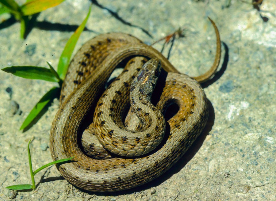 Brownsnake adult-1