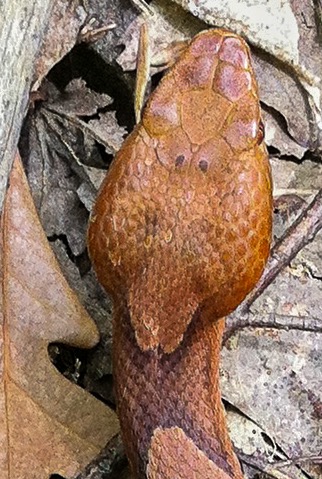 Copperhead top of head-1
