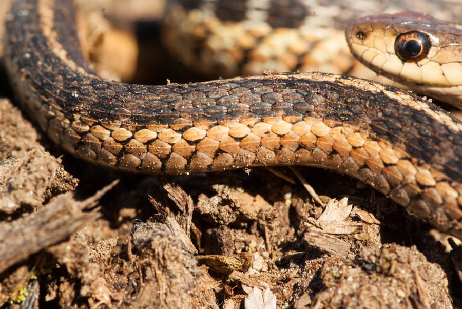 Garternsnake sidestrip-1