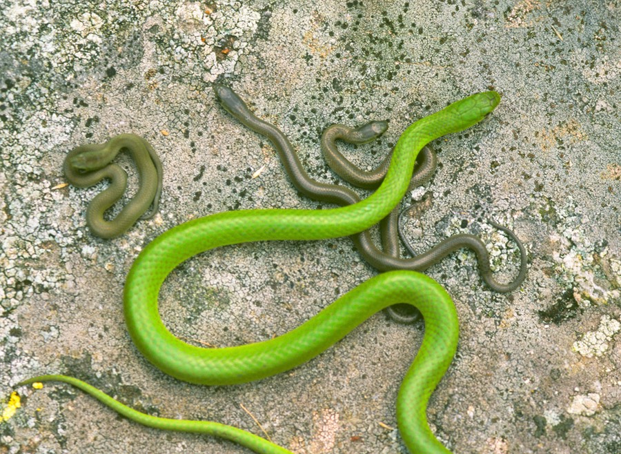 Green snake and babies (1 of 1)