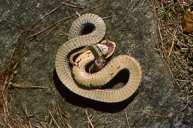 Hognose death feigning-1