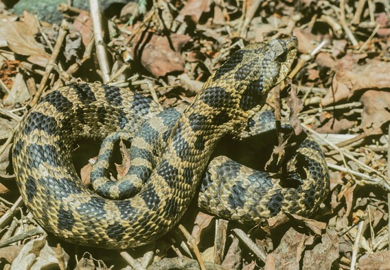 Hognose head lifted-1