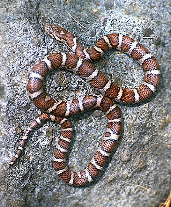 Milksnake (1 of 1)