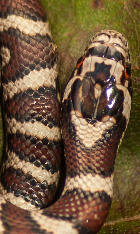 Milksnake top of head-1