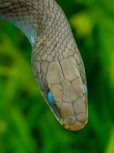 Racer head from top-1