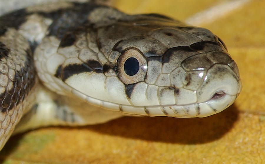 Ratsnake Face-1