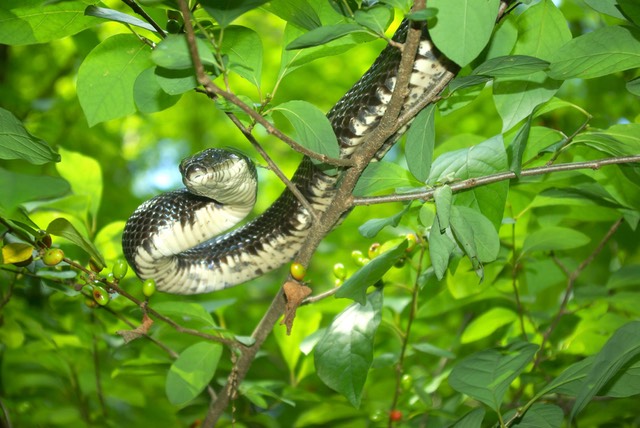 Ratsnake in shrubbery-1