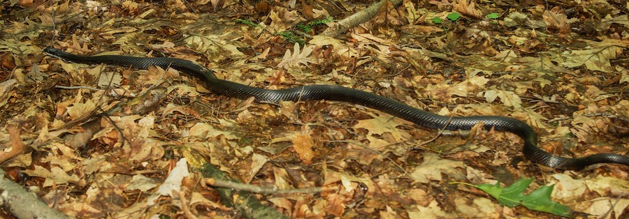 Ratsnake on forest floor-1