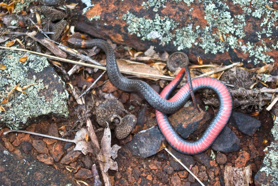 Redbelly showing belly-1