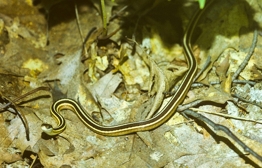 Ribbon on oak leaves-1