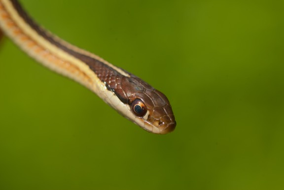 Ribbonsnake portrait-1