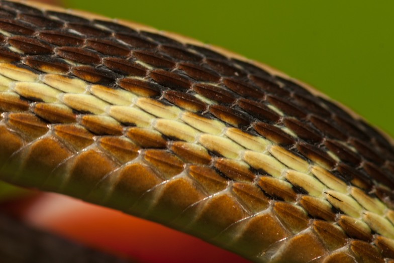 Ribbonsnake stripe-1