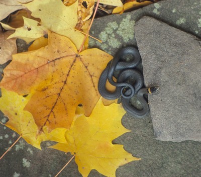 Ringneck and Maple leaves-1
