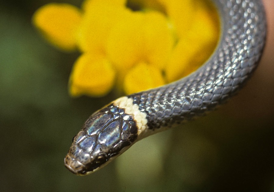 Ringneck head and neck-1