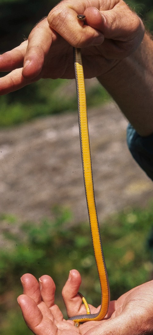 Ringneck in hand cropped-1
