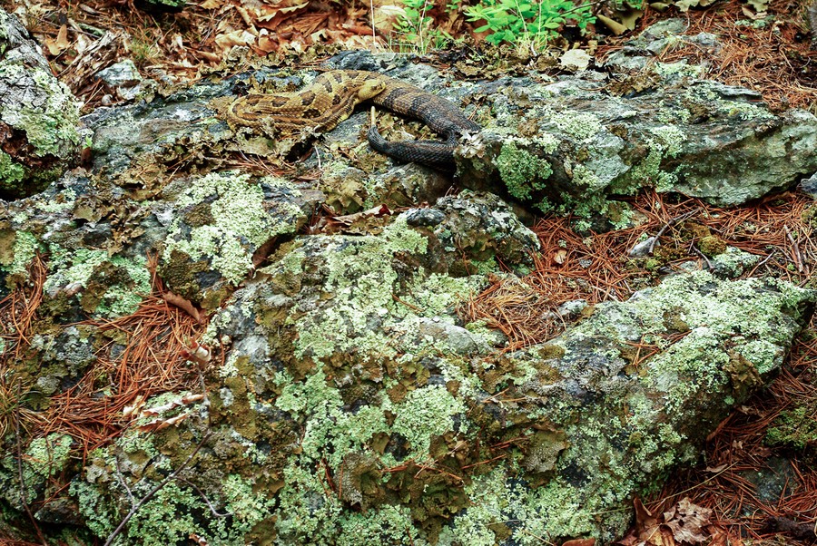 Timber on lichen rocks-1