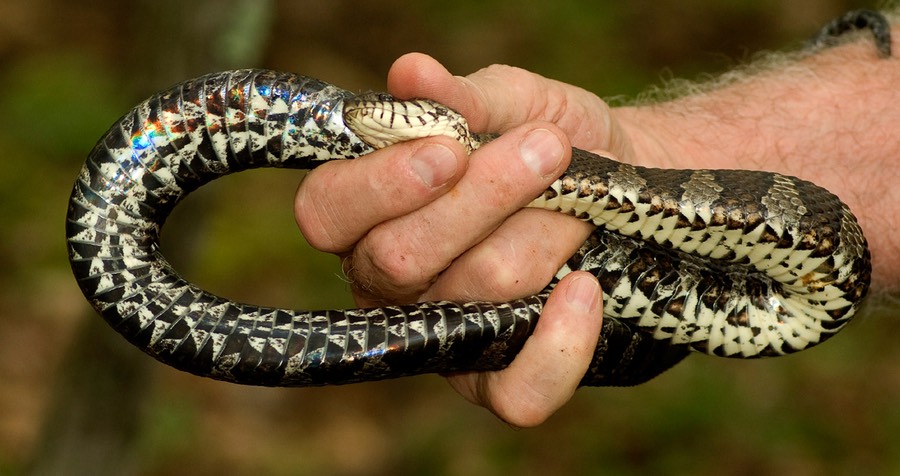 Watersnake in hand-belly-1