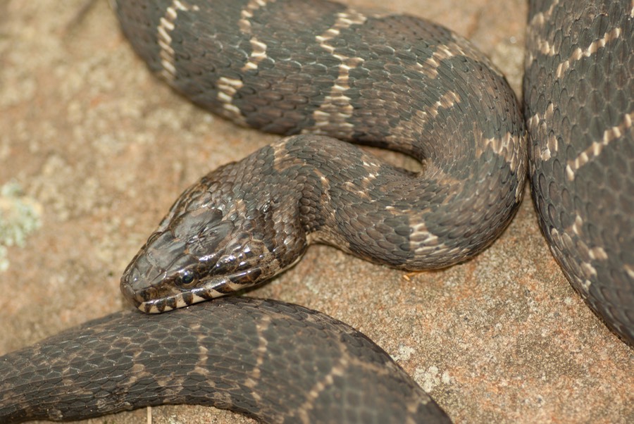 Watersnake typical adult-1