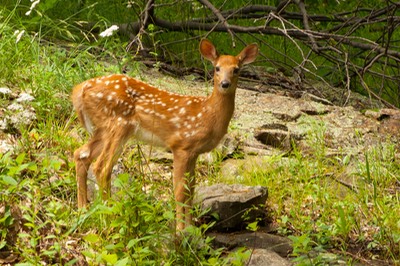 Whitetail fawn close-1